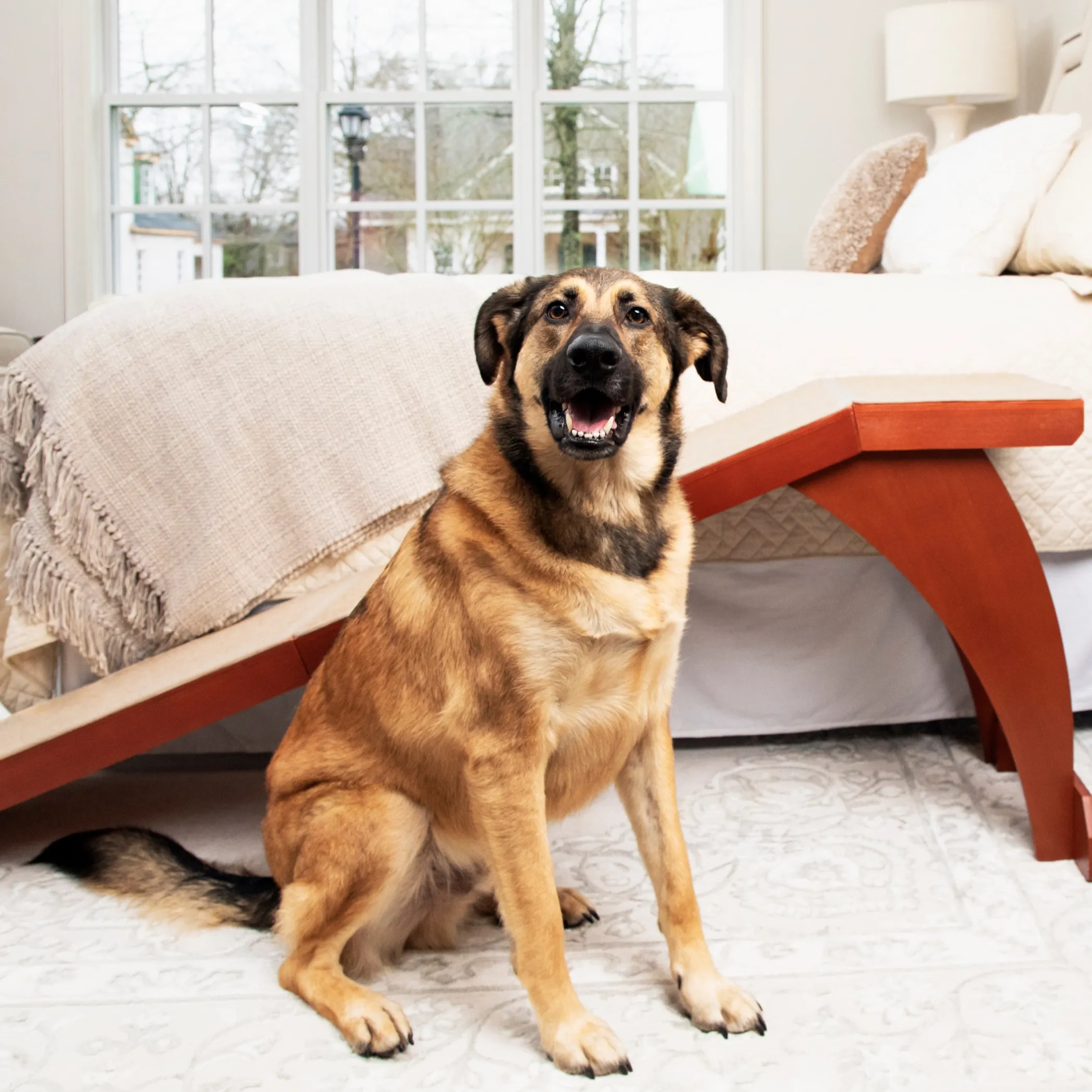 PetSafe Mobility|Steps & Ramps-CozyUp™ Bed Ramp