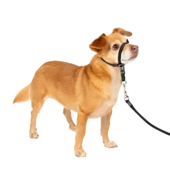 PetSafe Training|Harnesses & Leashes-Gentle Leader® Headcollar, No-Pull Dog Collar