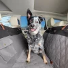 PetSafe Travel|Car Seats & Covers-Happy Ride® Quilted Hammock Seat Cover - Black